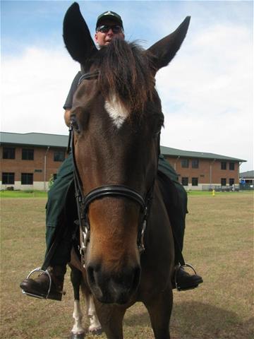 Mounted Enforcement Unit Blackfoot